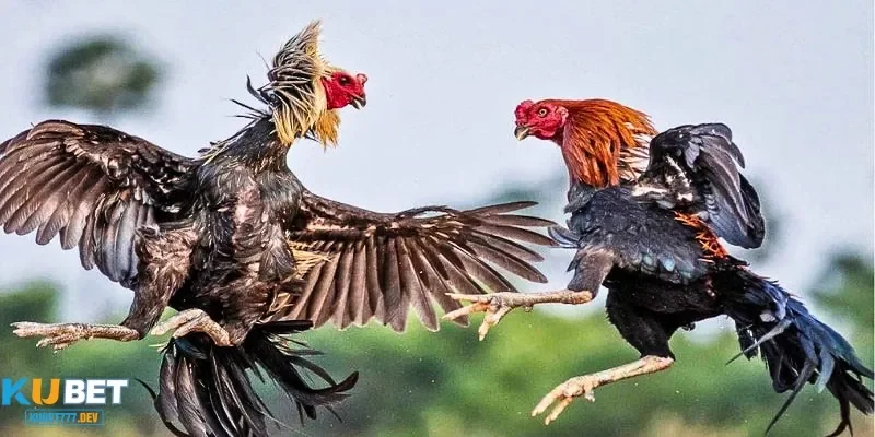 Đá Gà Thomo Trực Tiếp – Tham Gia Những Trận Đấu Nảy Lửa 