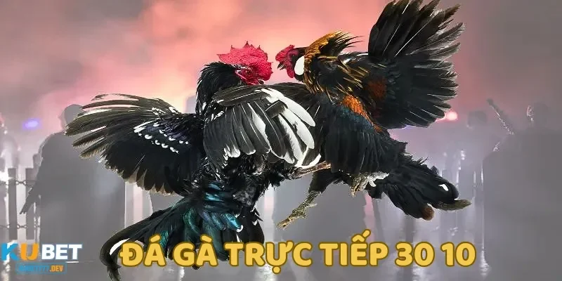 Đá gà trực tiếp 30 10 là một trong những sự kiện đá gà được nhiều người mong chờ