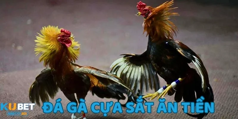 Đá gà cựa sắt ăn tiền phổ biến được nhiều cược thủ lựa chọn