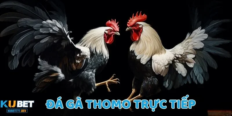 Đá gà Thomo trực tiếp thu hút nhiều cược thủ tham gia và theo dõi