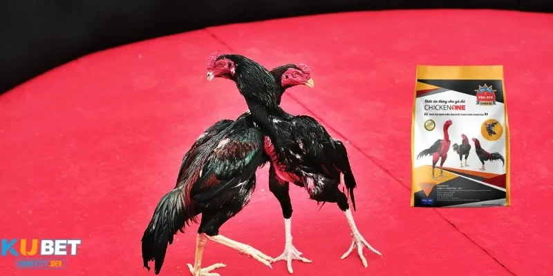 Thức ăn đá gà đóng vai trò quan trong trọng việc phát triển cơ bắp của chiến kê
