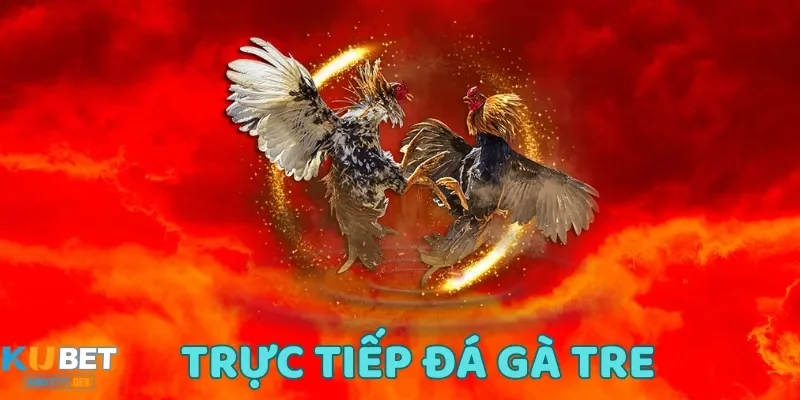 Người chơi được xem đá gà tre qua hình ảnh sắc nét