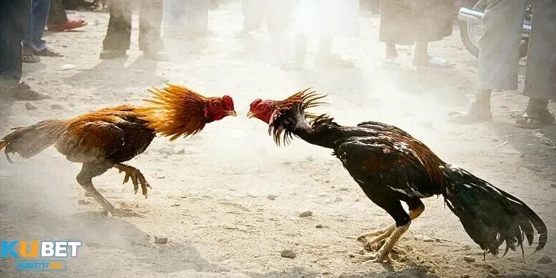 Quy tắc của các trận đấu được quy định rất rõ ràng