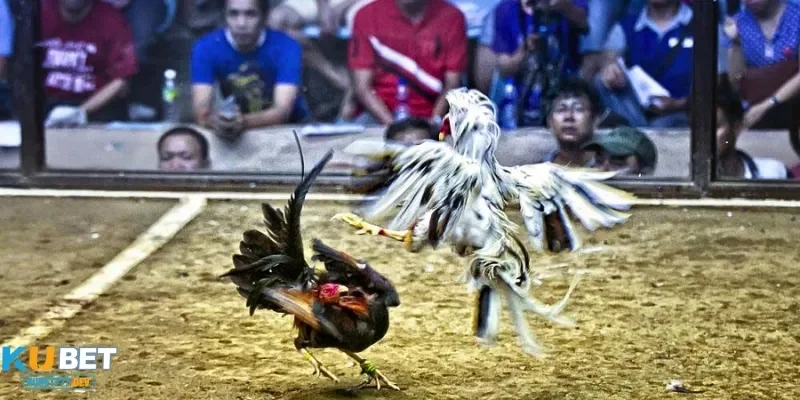 Tham khảo quy định trong đá gà cựa dao rõ ràng