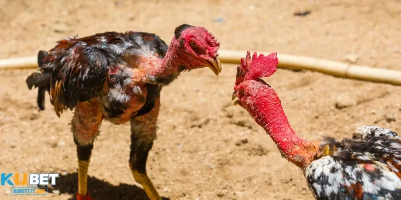Top 5 Loại Thức Ăn Gà Đá Giúp Chiến Kê Sung Mãn và Bền Bỉ