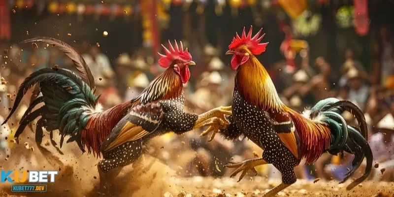 Trải Nghiệm Đỉnh Cao với Các Trang Đá Gà Trực Tiếp Uy Tín